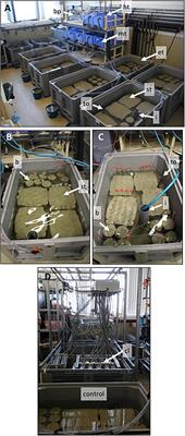 Reproduction Under Stress: Acute Effect of Low Salinities and Heat Waves on Reproductive Cycle of Four Ecologically and Commercially Important Bivalves